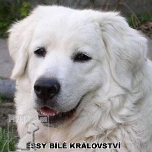 Bílé království