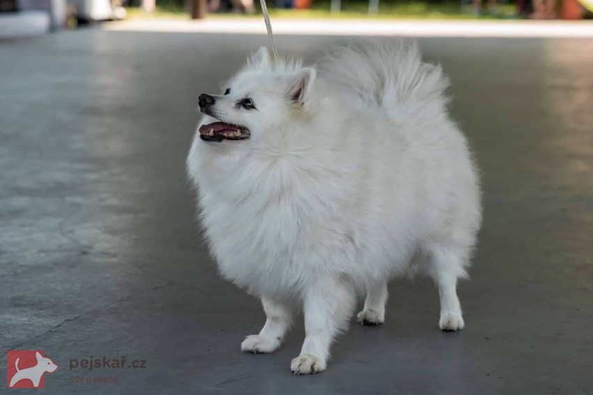 VYZEL