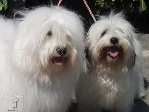 Coton Angels from Dolce