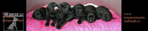 Moravia Temperamento