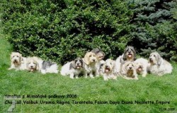 Kennel PBGV z Mimoňské podkovy