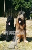 Black suzan briard