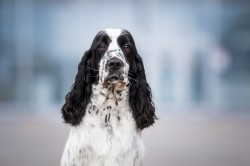 Dotty Dogs