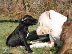 Choc Destruction kennel