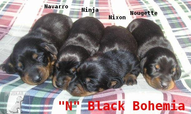 Black Bohemia