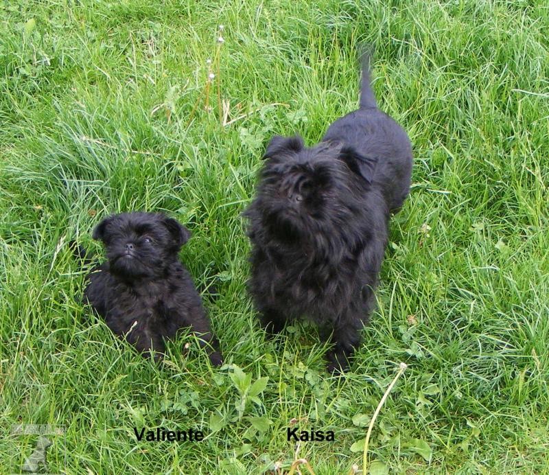 Štěňátka opičího pinče 