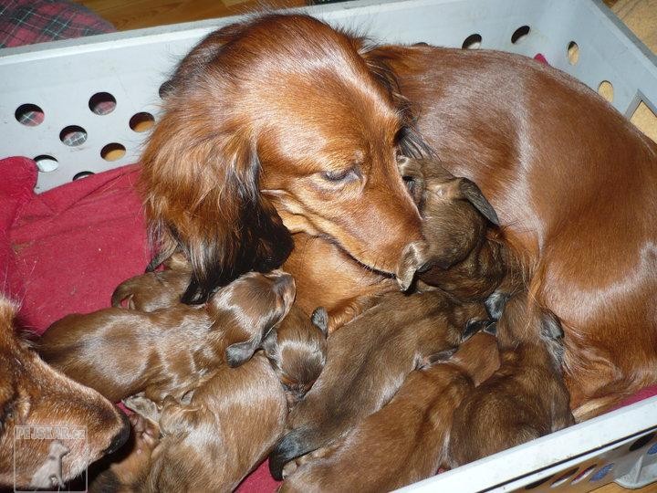 z Bezděkovského vrchu