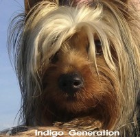 Indigo Generation