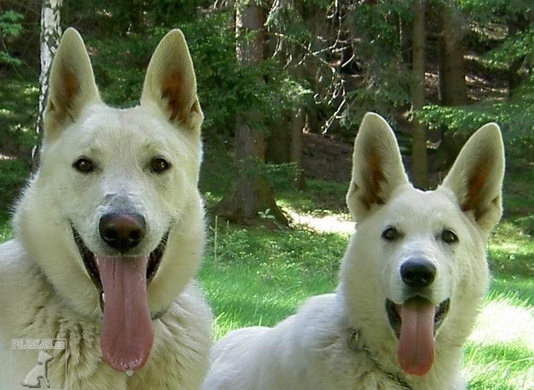 Žďárecká smečka