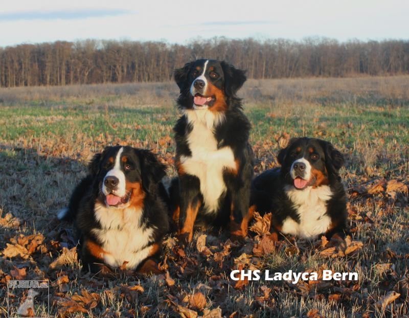 Ladyca Bern