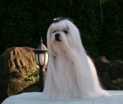 Wedding Day maltese