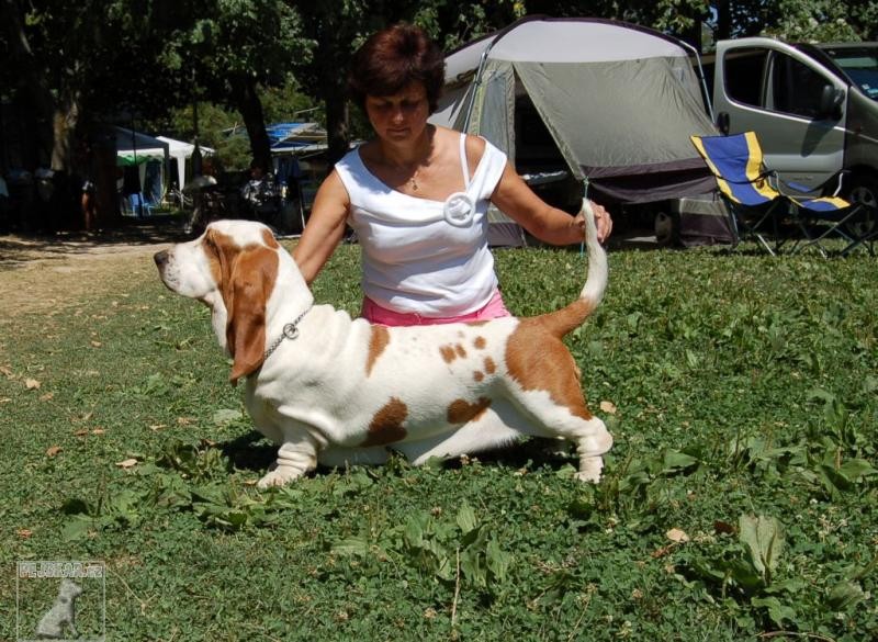 Basset Queen´s Hermelin