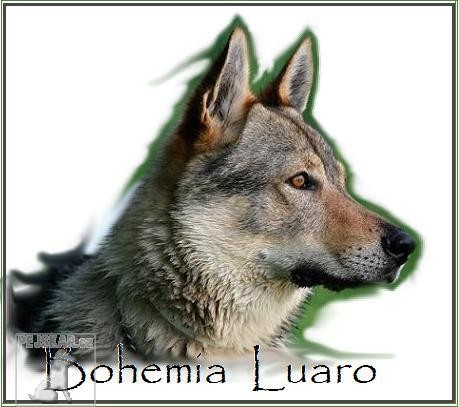 Bohemia Luaro