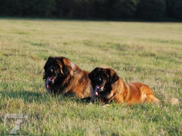 Leonberger Nobert