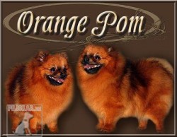 Orangepom, CZ