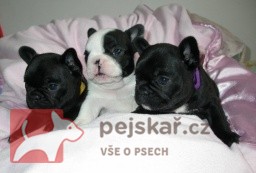 z Milovické nížiny