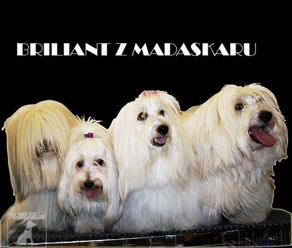 Briliant z Madaskaru  