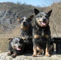 blue heeler