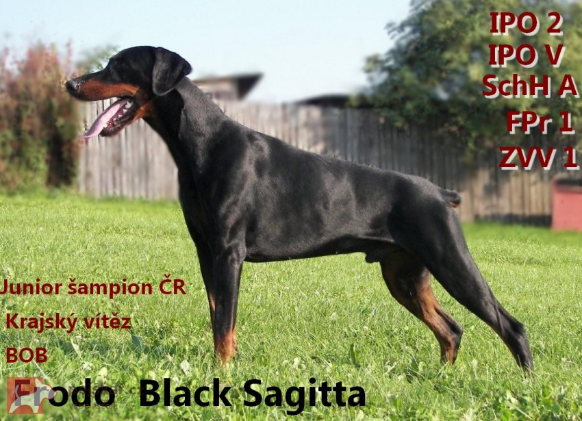 Black sagitta