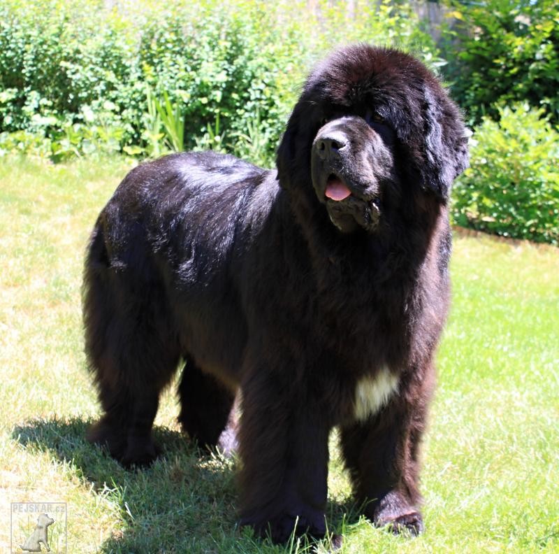 Canadian Beardog