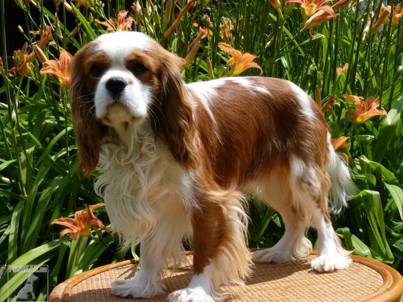 CHS z Jezerního království