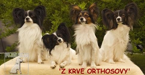 z Krve Orthosovy