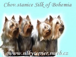 Silk of Bohemia