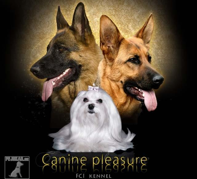 Canine Pleasure