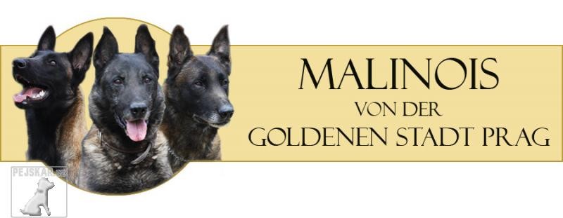 Malinois von der Goldenen Stadt Prag