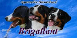 Brigallant