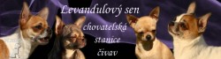 chovatelská stanice čivav levandulovy sen