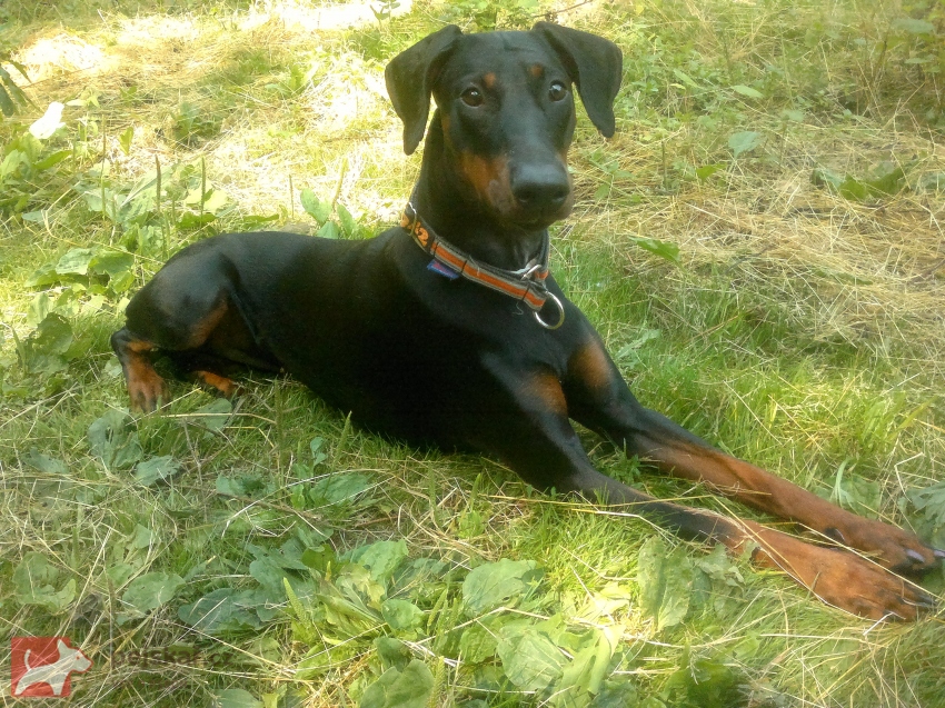 z  Panstvi  Dobrkacky