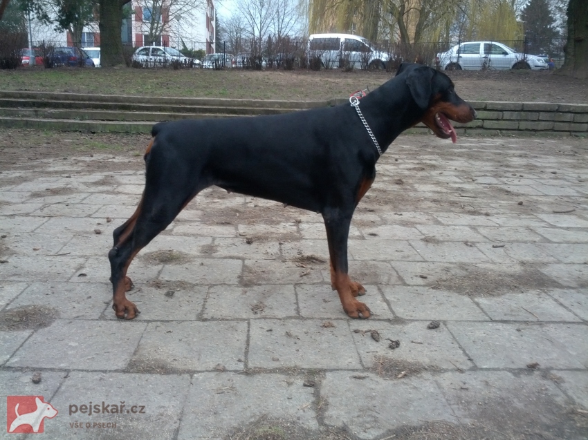 z  Panstvi  Dobrkacky