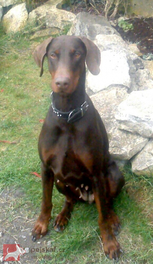 z  Panstvi  Dobrkacky