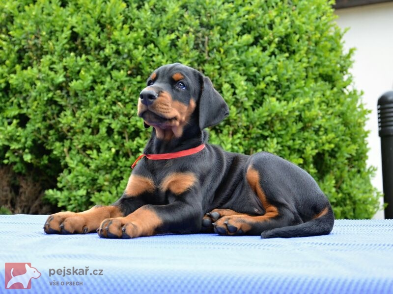 z  Panstvi  Dobrkacky