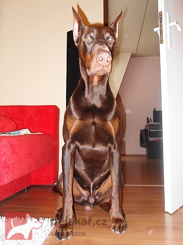 z  Panstvi  Dobrkacky