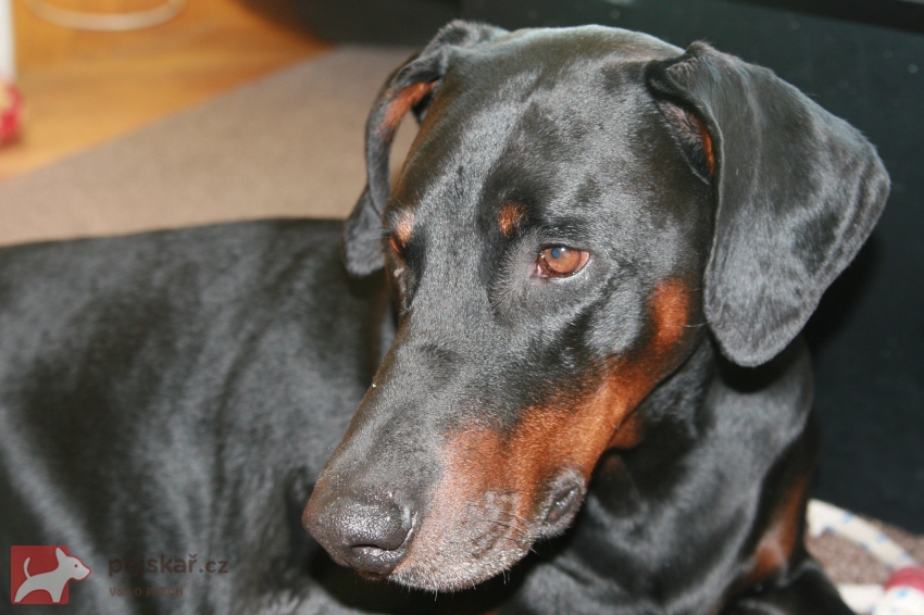 z  Panstvi  Dobrkacky