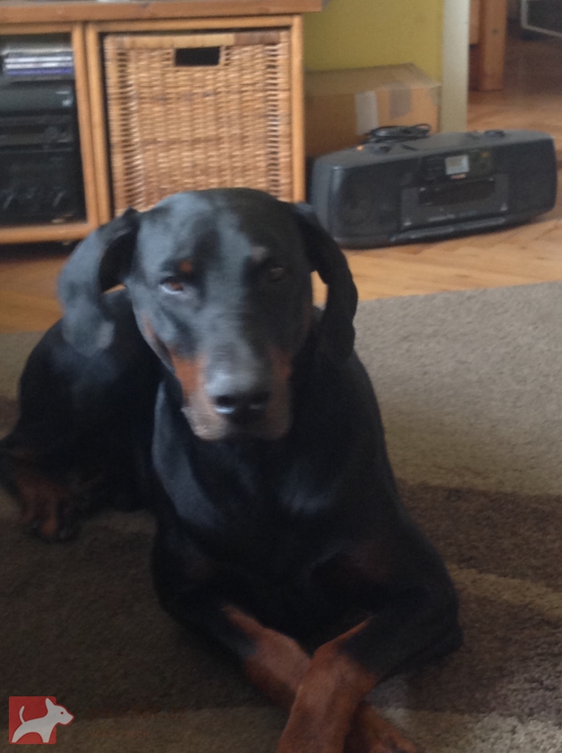 z  Panstvi  Dobrkacky