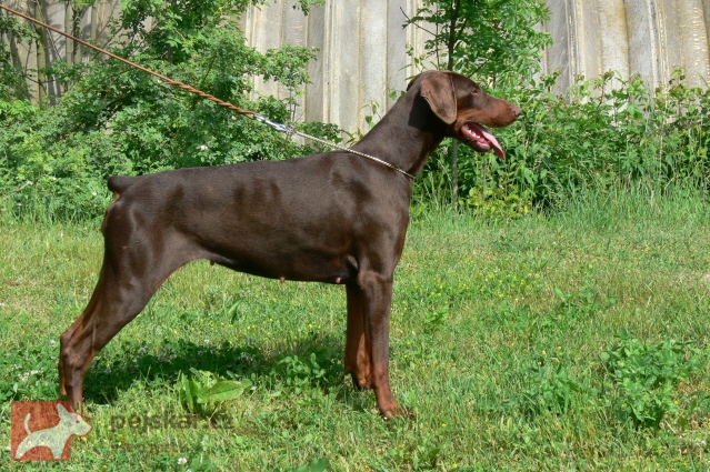 z  Panstvi  Dobrkacky