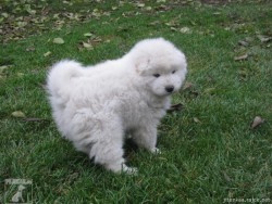 Samojed štěně