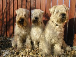 Wheaten Darling