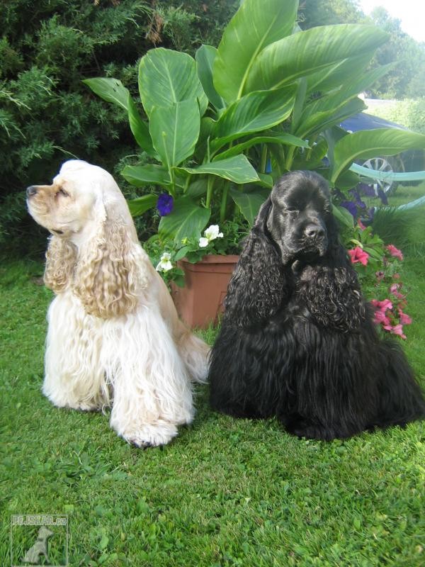 Bohemier - Dog