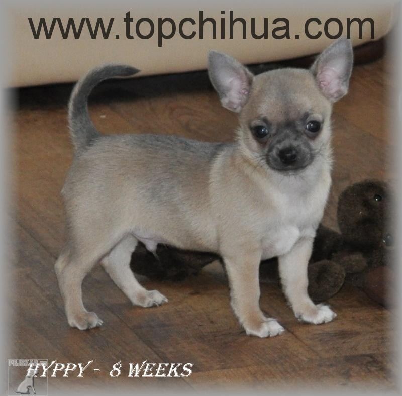 od Jitkovského potoka