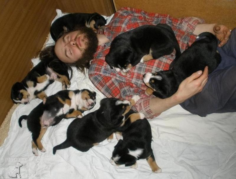 from Yvrea horse farm