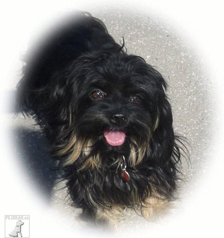 Scholz-Bolognese Bohemia Regi