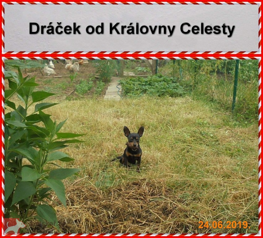 od Královny Celesty