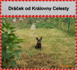 od Královny Celesty