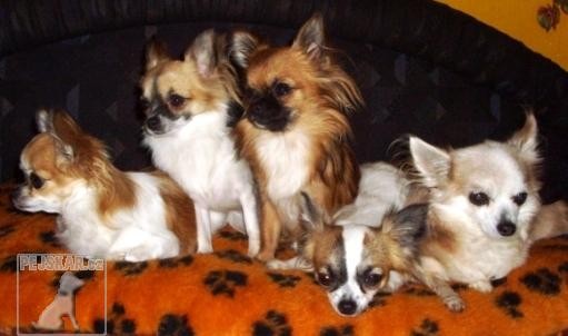 Čivava-chihuahua