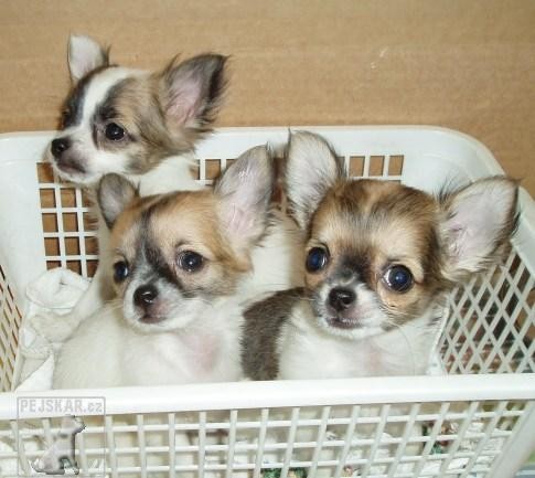 Čivava-chihuahua