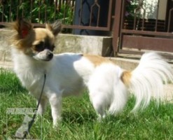 Čivava-chihuahua